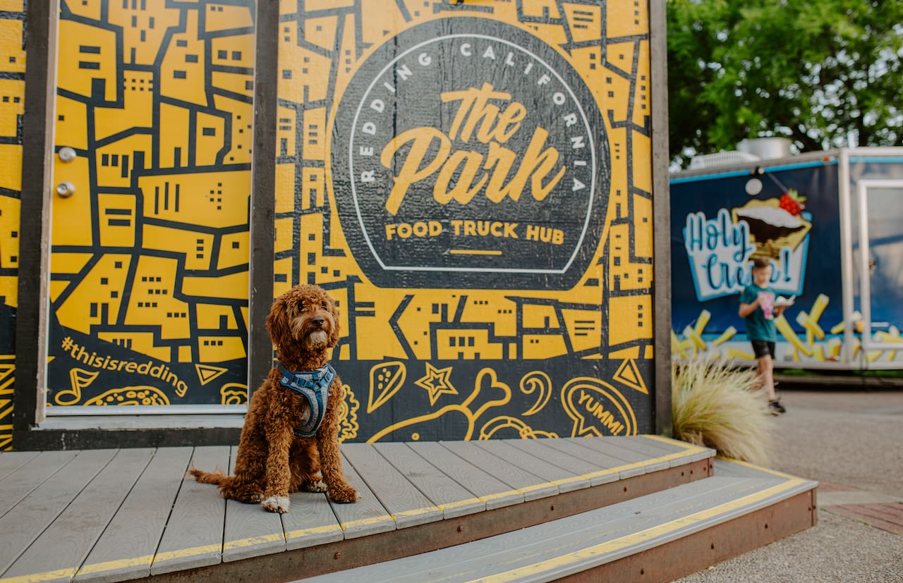 Photo of a labradoodle sitting on the steps at The Park Food Truck Park in downtown Redding