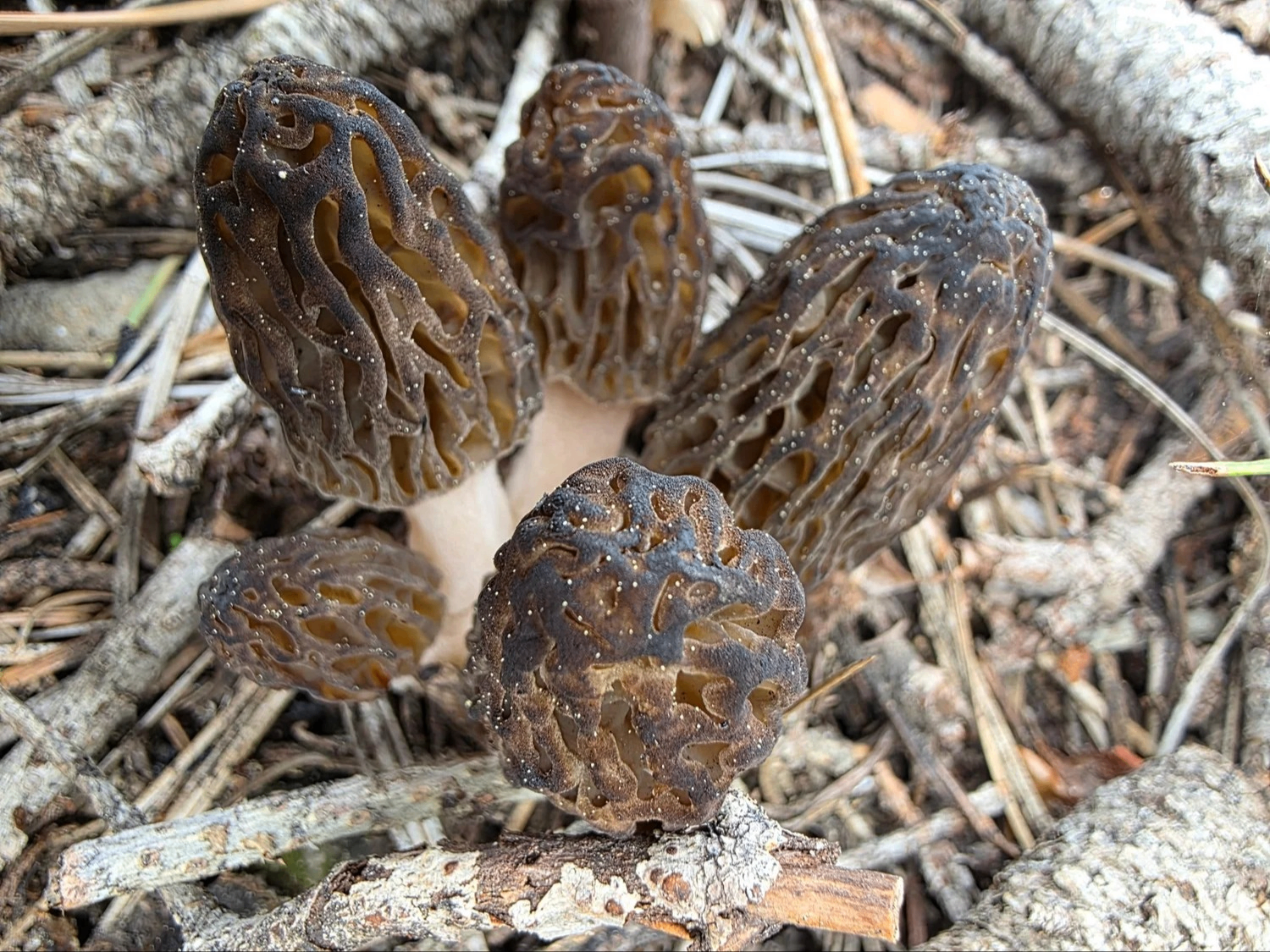 Mushroom Foraging in Mount Shasta
